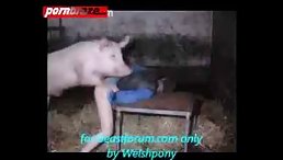 Pig Sex with girl