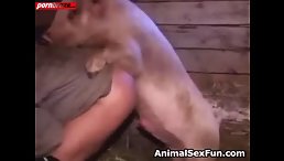 Pig Sex - A Guy Getting Fucked Byg Pig