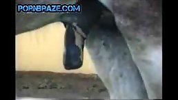 captures the moment horse cock - Animal Porn Free