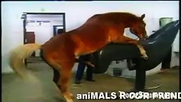 horse porn video