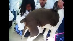 Human sucking for dog