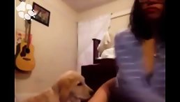 Golden dog licking young teen pussy