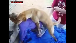 Golden Dog Try import Supper Dick Inside Tiny Pussy Girl