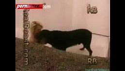 An Orgy Fucking Between Blonde Girl And Black Dog