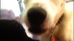 Blonde chubby woman sucking deep dog's dick