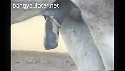 Watch this exclusive zoo fetish film of a horse receiving a hard cock, courtesy of a ranch hand: Zoo Porn Horse Sex, Zoophilia Sex XXX Zoo Free Porn film Online.