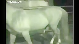 Driving his owner insane with horse fucks. Watch Free Zoo Sex Videos Online, Including Scenes With Horses And Other Animals In The Wild